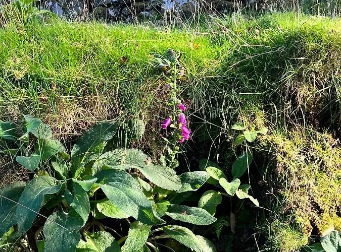 The Hazel Hut * ウェストポート