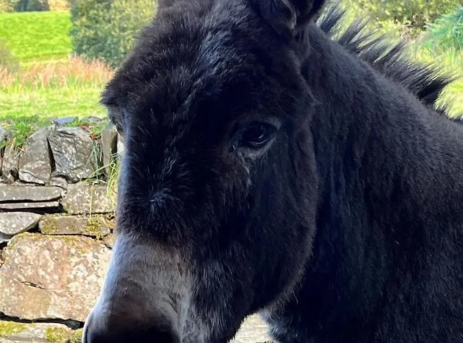 The Hazel Hut Lodge Westport